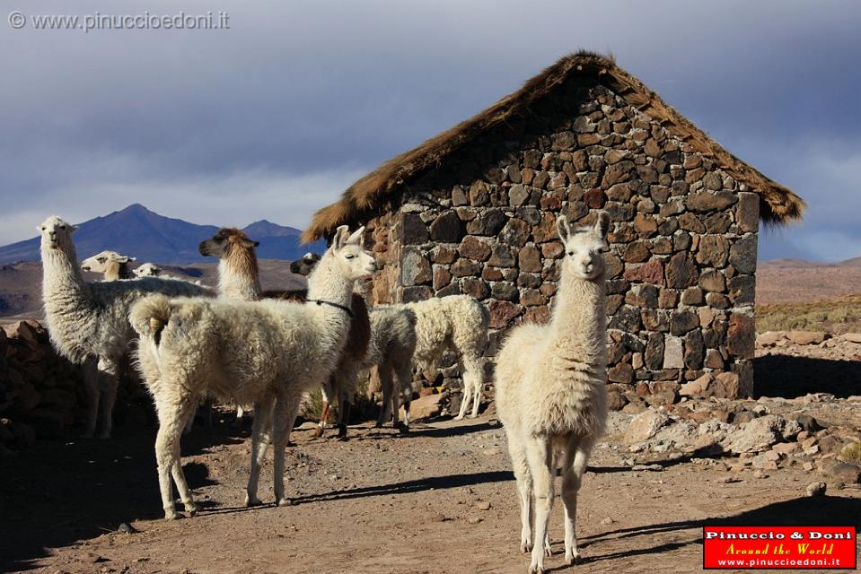 BOLIVIA 2 - San Pedro Quemez - Corral - 3.jpg